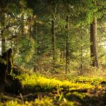 forêt célébrante universelle